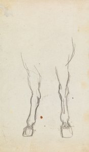 Studio degli zoccoli di un cavallo