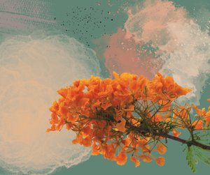 Poinciana reale “El Flamboyan” da George Rosaly