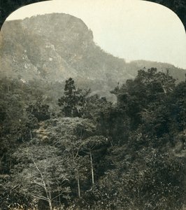 Vegetazione tropicale nella gola del fiume Barron, Cairns, Queensland, Australia