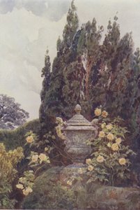 Gloire de Dijon, Penshurst da George Samuel Elgood