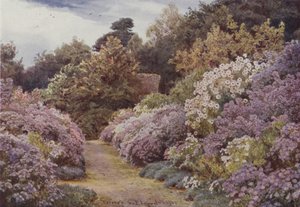 Margherite di San Michele, Munstead Wood da George Samuel Elgood