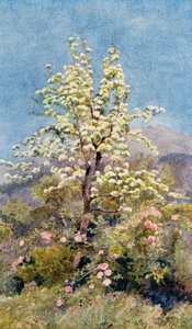 Fiore di pero, Alpi Marittime (litografia a colori)