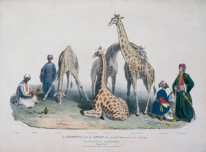 Giardini zoologici, Regent