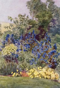 Anchusa Italica varietà Dropmore, con Clematis recta e Viole da George Soper