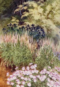 Veronica spicata rosea, con Eryngiums e Viole da George Soper