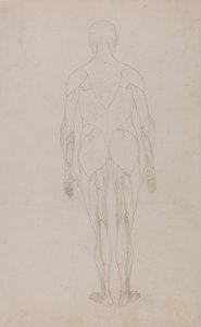 Esposizione anatomica comparata della struttura del corpo umano con quella di una tigre e di un uccello comune: Figura umana, vista posteriore (Ulteriore studio per la Tavola XII) da George Stubbs