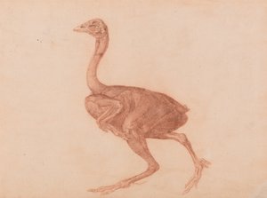 Esposizione anatomica comparata della struttura del corpo umano con quella di una tigre e di un volatile comune: Gallina dorking, vista laterale da George Stubbs