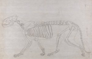 Esposizione anatomica comparata della struttura del corpo umano con quella di una tigre e di un uccello comune: Scheletro di tigre, vista laterale da George Stubbs