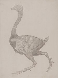 Esposizione anatomica comparata della struttura del corpo umano con quella di una tigre e di un volatile comune: Corpo di pollo, vista laterale (probabilmente preparato per il trasferimento sulla lastra per l