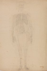 Esposizione anatomica comparata della struttura del corpo umano con quella di una tigre e di un uccello comune: Scheletro umano, vista anteriore da George Stubbs