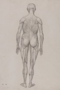 Esposizione anatomica comparata della struttura del corpo umano con quella di una tigre e di un volatile comune: Figura umana, vista posteriore (quasi identica al disegno finito per la tavola XII) da George Stubbs