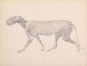 Esposizione anatomica comparata della struttura del corpo umano con quella di una tigre e di un uccello comune:  Corpo della tigre, vista laterale (Disegno finito per una tavola inedita; mostra il terzo stadio della dissezione) da George Stubbs
