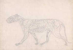 Esposizione anatomica comparata della struttura del corpo umano con quella di una tigre e di un uccello comune: Tigre, vista laterale (Studio schematico dell