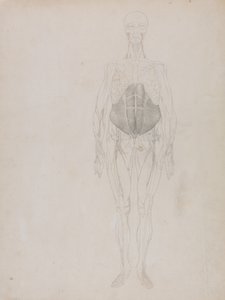 Esposizione anatomica comparata della struttura del corpo umano con quella di una tigre e di un uccello comune: Figura umana, vista anteriore (in gran parte in forma schematica) da George Stubbs