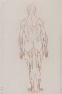 Esposizione anatomica comparata della struttura del corpo umano con quella di una tigre e di un uccello comune: Figura umana, vista posteriore (Disegno schematico per la figura chiave della Tavola XII) da George Stubbs