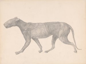 Esposizione anatomica comparata della struttura del corpo umano con quella di una tigre e di un volatile comune:  Tigre, vista laterale, con pelle e tessuti rimossi (Studio finito per la Tavola IX) da George Stubbs