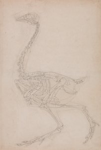 Esposizione anatomica comparata della struttura del corpo umano con quella di una tigre e di un volatile comune: Scheletro di volatile, vista laterale (probabilmente studio di base delle proporzioni dello scheletro di volatile usato per altri disegni) da George Stubbs