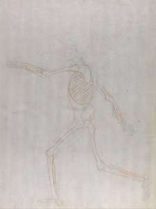 Esposizione anatomica comparata della struttura del corpo umano con quella di una tigre e di un uccello comune: Scheletro umano, vista laterale da George Stubbs