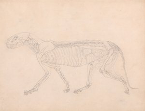 Esposizione anatomica comparata della struttura del corpo umano con quella di una tigre e di un uccello comune: Corpo della tigre, vista laterale da George Stubbs