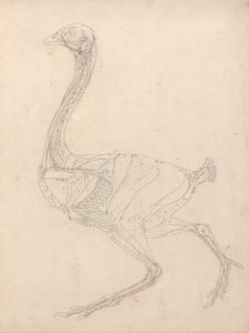Esposizione anatomica comparata della struttura del corpo umano con quella di una tigre e di un volatile comune: Corpo di volatile, vista laterale (studio per la figura chiave della Tabella XV) da George Stubbs