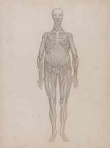 Esposizione anatomica comparata della struttura del corpo umano con quella di una tigre e di un uccello comune: Figura umana, vista anteriore (destinato a un piatto che non è mai stato pubblicato) da George Stubbs
