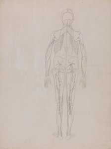 Esposizione anatomica comparata della struttura del corpo umano con quella di una tigre e di un uccello comune: Figura umana, vista posteriore (Disegno di massima per la figura chiave di una lastra inedita) da George Stubbs