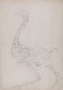 Esposizione anatomica comparata della struttura del corpo umano con quella di una tigre e di un volatile comune:  Corpo di volatile, vista laterale (disegno schematico, relativo alla Tavola XV) da George Stubbs