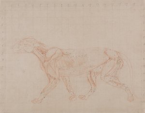 Esposizione anatomica comparata della struttura del corpo umano con quella di una tigre e di un uccello comune:  Corpo di tigre, vista laterale (Studio del quarto stadio di dissezione che mostra i muscoli più profondi) da George Stubbs