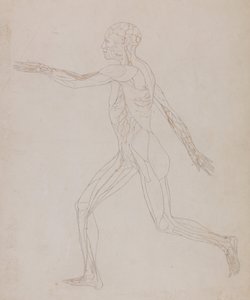 Esposizione anatomica comparata della struttura del corpo umano con quella di una tigre e di un uccello comune: Figura umana, vista laterale (in relazione alla Tavola XIII, studio dettagliato dei vasi sanguigni che riforniscono i muscoli) da George Stubbs