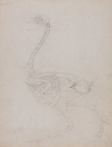 Esposizione anatomica comparata della struttura del corpo umano con quella di una tigre e di un volatile comune:  Corpo di un pollo, vista laterale da George Stubbs