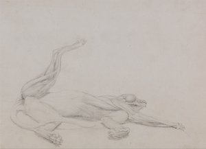 Esposizione anatomica comparata della struttura del corpo umano con quella di una tigre e di un uccello comune:  Corpo di tigre, supino, visto ventralmente da George Stubbs