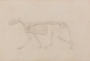 Esposizione anatomica comparata della struttura del corpo umano con quella di una tigre e di un uccello comune: Scheletro di tigre, vista laterale (studio altamente rifinito per la Tavola IV) da George Stubbs