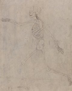 Esposizione anatomica comparata della struttura del corpo umano con quella di una tigre e di un uccello comune: Scheletro umano, vista laterale da George Stubbs
