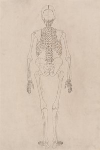 Esposizione anatomica comparata della struttura del corpo umano con quella di una tigre e di un uccello comune: Scheletro umano, vista posteriore (si riferisce alla Tabella II) da George Stubbs