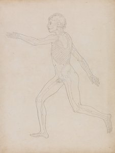 Esposizione anatomica comparata della struttura del corpo umano con quella di una tigre e di un uccello comune: Figura umana, vista laterale da George Stubbs