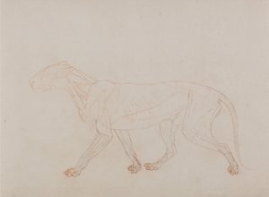 Esposizione anatomica comparata della struttura del corpo umano con quella di una tigre e di un uccello comune: Corpo di tigre, vista laterale (mostra il terzo stadio della dissezione) da George Stubbs
