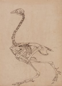 Esposizione anatomica comparata della struttura del corpo umano con quella di una tigre e di un volatile comune:  Scheletro di volatile, vista laterale (Studio per la figura chiave della Tabella V) da George Stubbs