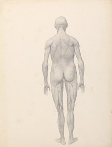 Esposizione anatomica comparata della struttura del corpo umano con quella di una tigre e di un uccello comune:  Figura umana, vista posteriore, parzialmente sezionata (Studio finito per la Tavola XII) da George Stubbs