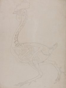 Esposizione anatomica comparata della struttura del corpo umano con quella di una tigre e di un volatile comune:  Scheletro di pollo, vista laterale da George Stubbs