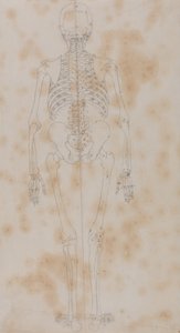 Esposizione anatomica comparata della struttura del corpo umano con quella di una tigre e di un uccello comune: Scheletro umano, vista posteriore (forse il primo degli studi sullo scheletro) da George Stubbs