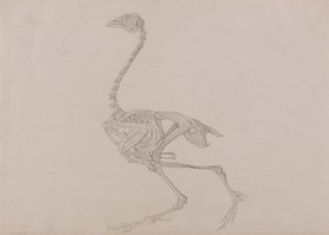 Esposizione anatomica comparata della struttura del corpo umano con quella di una tigre e di un volatile comune:  Scheletro di gallina di Dorking, vista laterale (studio finito per una tavola inedita) da George Stubbs