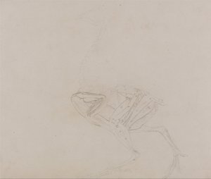 Esposizione anatomica comparata della struttura del corpo umano con quella di una tigre e di un volatile comune:  Corpo di gallina Dorking, vista laterale (Studio dei muscoli del corpo e degli arti in una fase successiva della dissezione) da George Stubbs