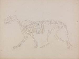Esposizione anatomica comparata della struttura del corpo umano con quella di una tigre e di un uccello comune: Scheletro di tigre, vista laterale da George Stubbs