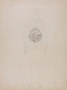 Esposizione anatomica comparata della struttura del corpo umano con quella di una tigre e di un uccello comune: Figura umana, vista anteriore (disegno schematico) da George Stubbs