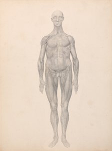 Esposizione anatomica comparata della struttura del corpo umano con quella di una tigre e di un uccello comune: Figura umana, vista anteriore, pelle e strati fasciali sottostanti rimossi (Studio finito per la Tavola XI) da George Stubbs