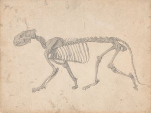Esposizione anatomica comparata della struttura del corpo umano con quella di una tigre e di un uccello comune: Scheletro di tigre, vista laterale (studio finito per la tavola IV) da George Stubbs