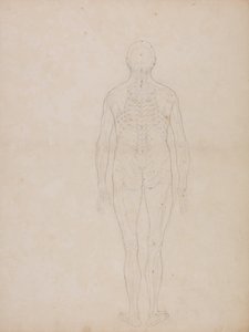 Esposizione anatomica comparata della struttura del corpo umano con quella di una tigre e di un uccello comune: Figura umana, vista posteriore da George Stubbs