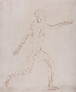 Esposizione anatomica comparata della struttura del corpo umano con quella di una tigre e di un uccello comune: Figura umana, vista laterale (Preparato per il trasferimento sulla lastra della figura chiave della Tavola XIII) da George Stubbs