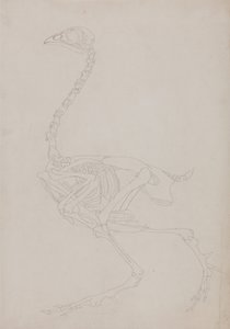 Esposizione anatomica comparata della struttura del corpo umano con quella di una tigre e di un volatile comune:  Scheletro di pollo, vista laterale da George Stubbs