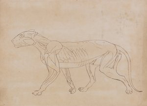 Esposizione anatomica comparata della struttura del corpo umano con quella di una tigre e di un uccello comune:  Corpo della tigre, vista laterale (disegno schematico di una figura chiave) da George Stubbs
